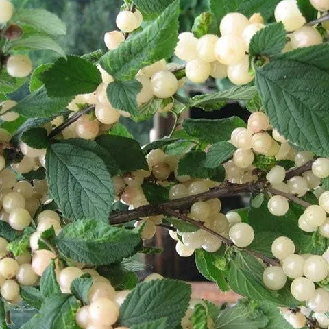 白果樱桃