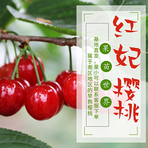 红妃樱桃