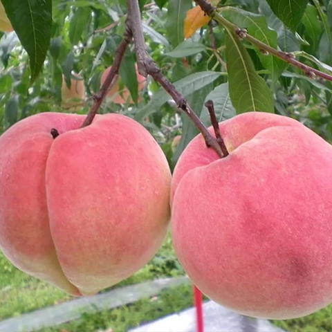 夏丹甜桃