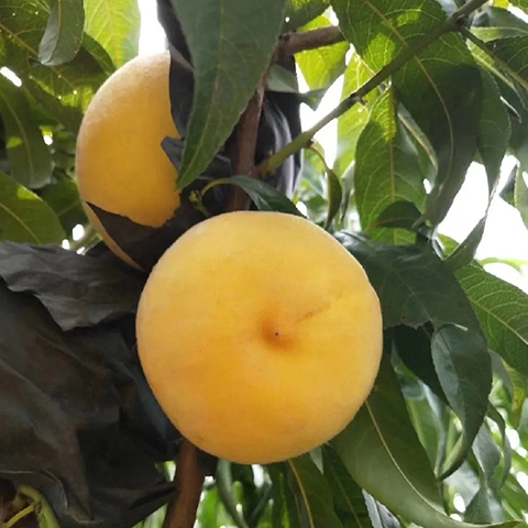 莹露黄桃