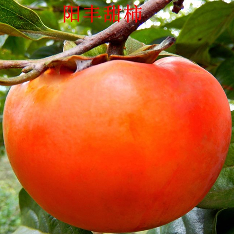 甜柿