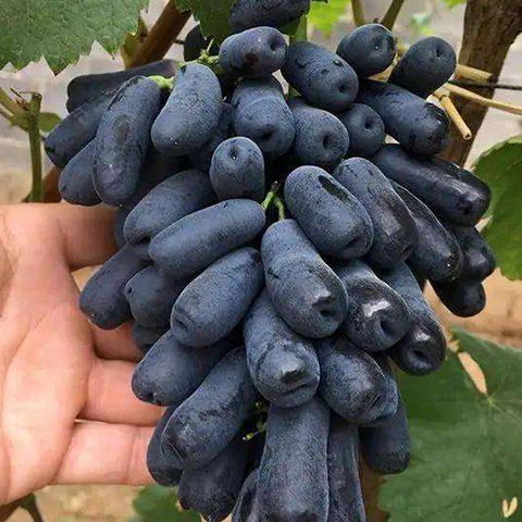 甜蜜蓝宝石