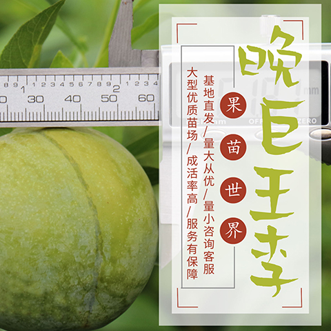 晚巨王李