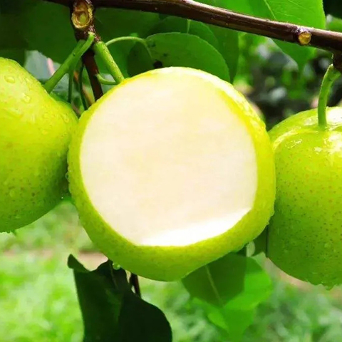 夏露梨