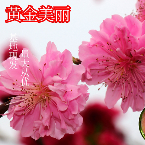 黄金美丽