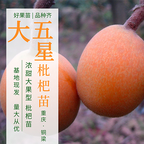 大五星
