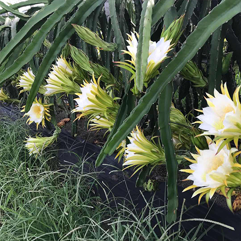 火龙果苗